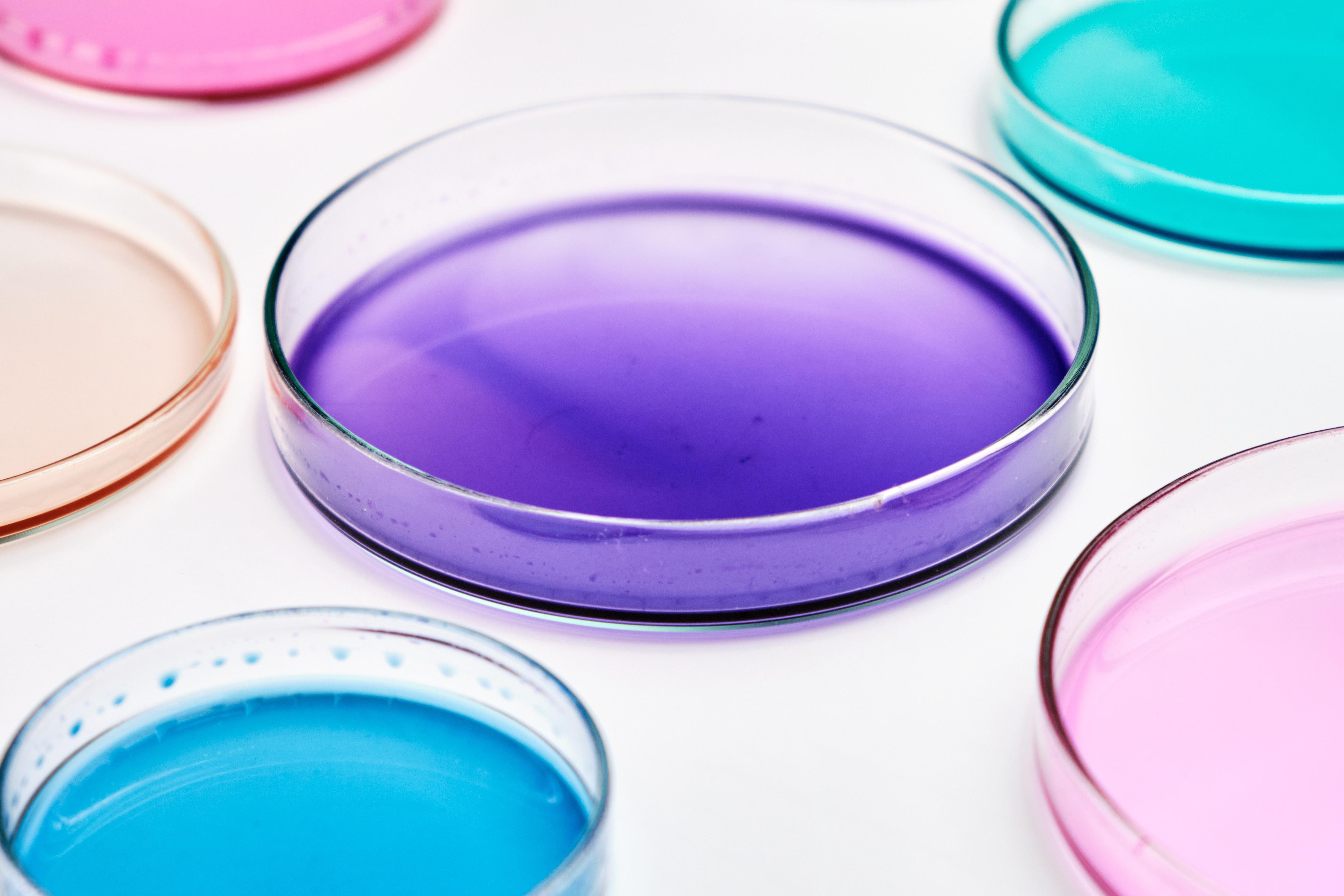 petri dishes with colored liquids